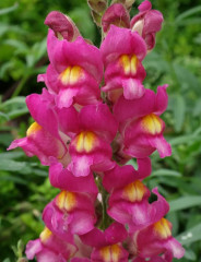 Семена львиного зева «Кимоси нежно-розовый карликовый» - Фото 1