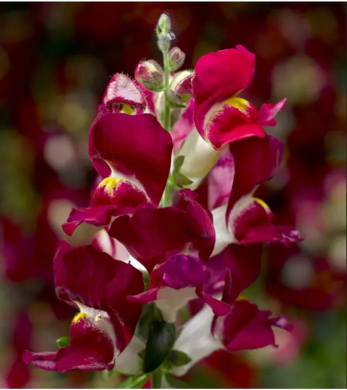 Семена львиного зева «Кракл энд поп F1 бургунди биколор»