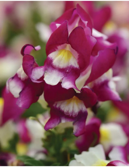 Семена львиного зева «Кракл энд поп F1 бургунди биколор»