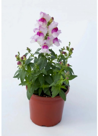 Семена львиного зева «Кракл энд поп F1 лавендер биколор»