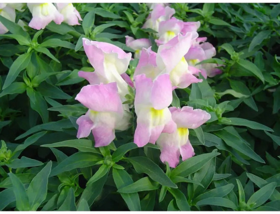 Семена львиного зева «Кракл энд поп F1 лавендер биколор»