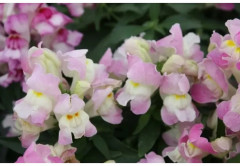 Семена львиного зева «Кракл энд поп F1 лавендер биколор» - Фото 3