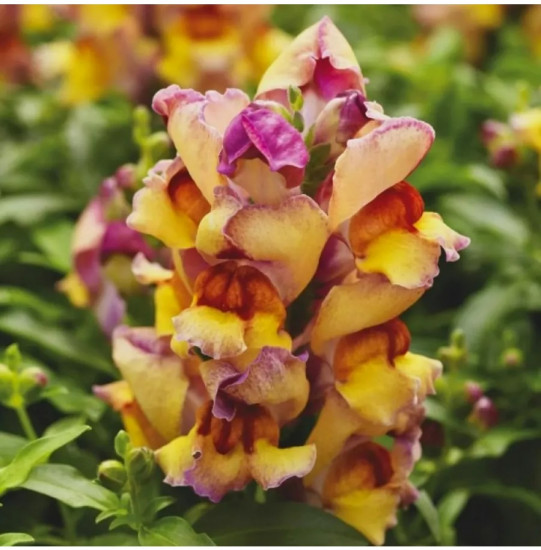 Семена львиного зева «Кракл энд поп F1 сансет»