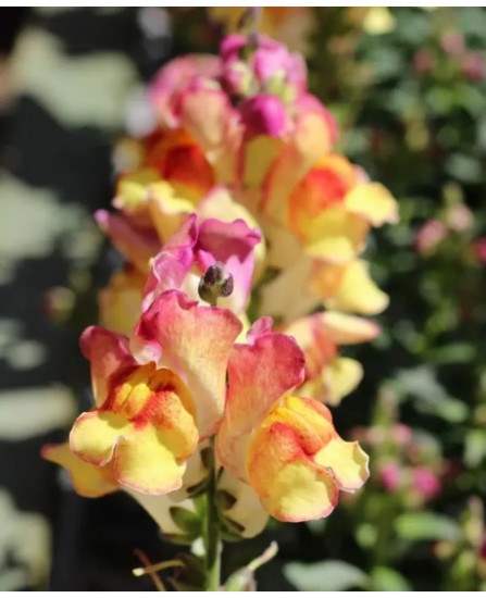 Семена львиного зева «Кракл энд поп F1 сансет»