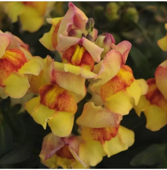 Семена львиного зева «Кракл энд поп F1 сансет»