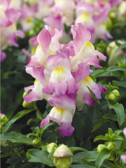 Семена львиного зева «Кракл энд поп F1 эпплблоссом» - Фото 1