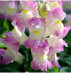 Семена львиного зева «Кракл энд поп F1 эпплблоссом» - Фото 2