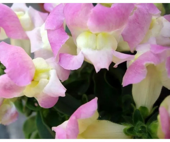 Семена львиного зева «Кракл энд поп F1 эпплблоссом»