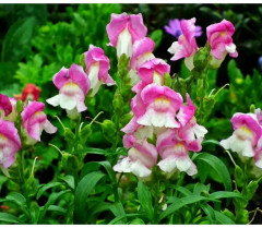 Семена львиного зева «Кракл энд поп F1 эпплблоссом» - Фото 4