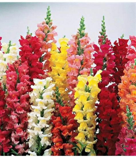 Семена львиного зева, смесь сортов «Либерти классик F1»