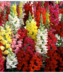 Семена львиного зева, смесь сортов «Либерти классик F1» - Фото 2