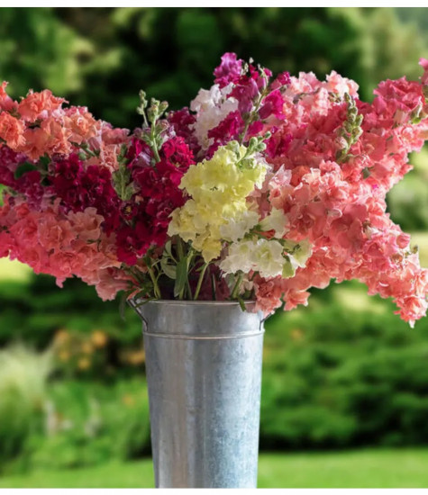 Семена львиного зева, смесь сортов «Мадам баттерфляй F1»