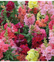 Семена львиного зева, смесь сортов «Мадам баттерфляй F1» - Фото 2