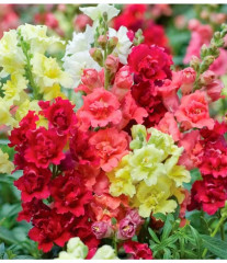 Семена львиного зева, смесь сортов «Мадам баттерфляй F1» - Фото 3