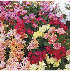 Семена льюизии котиледона, смесь сортов «Элис» - Фото 1