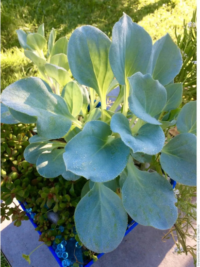 Семена мертензии приморской «Сильвер Оушен»