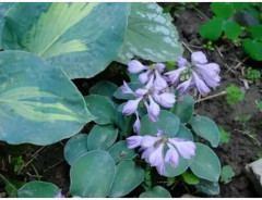 Семена мертензии приморской «Сильвер Оушен» - Фото 2