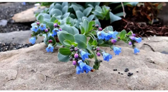 Семена мертензии приморской «Сильвер Оушен»