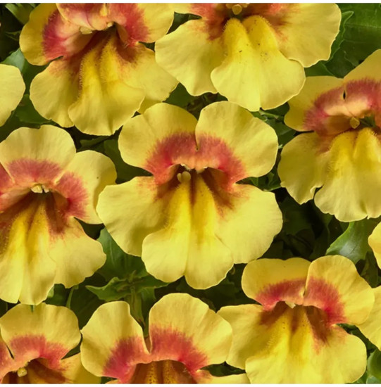 Семена мимулюса «Медиус F1 золотистый биколор»