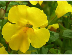 Семена мимулюса «Медиус F1 золотистый биколор» - Фото 2