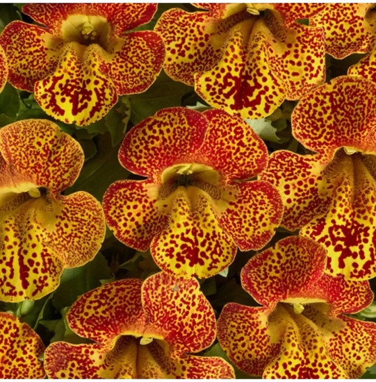 Семена мимулюса «Медиус F1 золотое пламя»