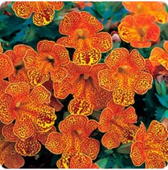 Семена мимулюса «Медиус F1 золотое пламя» - Фото 2