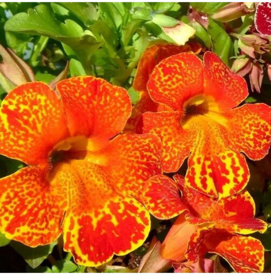 Семена мимулюса «Медиус F1 золотое пламя»