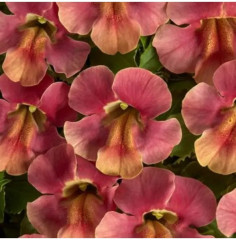 Семена мимулюса «Медиус F1 малиновая пастель» - Фото 1