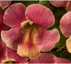 Семена мимулюса «Медиус F1 малиновая пастель» - Фото 2