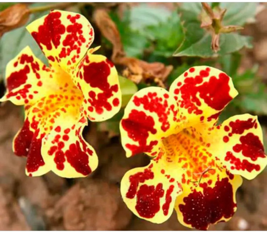 Семена мимулюса «Медиус F1 протуберанцы»