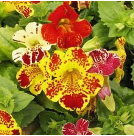 Семена мимулюса «Медиус F1 протуберанцы»