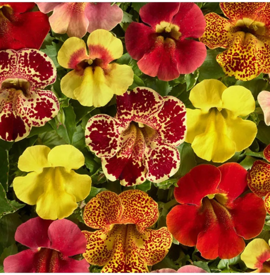 Семена мимулюса, смесь сортов «Медиус F1»