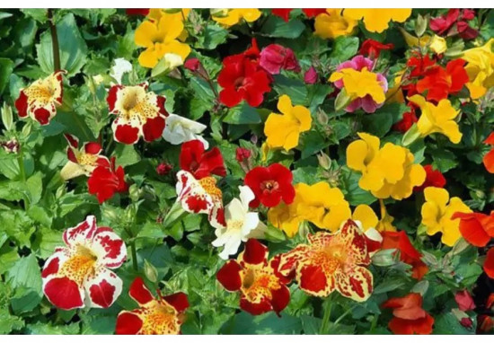 Семена мимулюса, смесь сортов «Медиус F1»