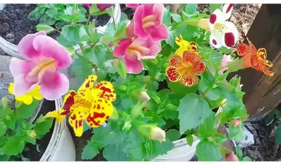 Семена мимулюса, смесь сортов «Медиус F1»