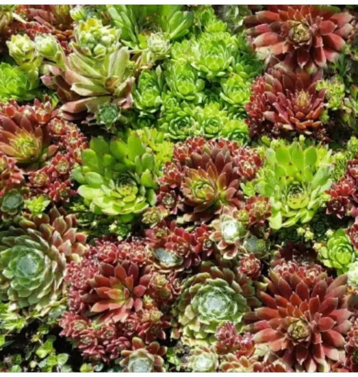 Семена молодила, смесь сортов «Хиппи чикс»