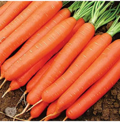 Семена моркови «Детка-конфетка» - Фото 2