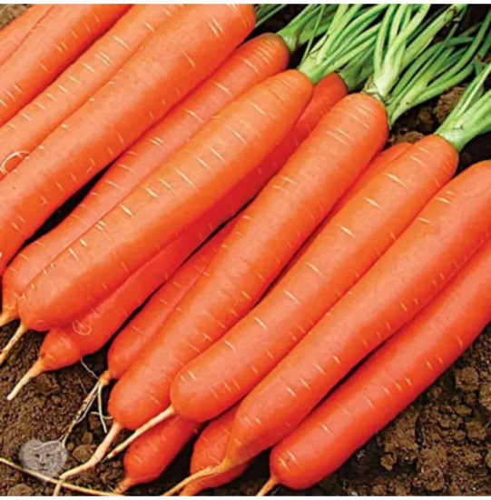 Семена моркови «Детка-конфетка»