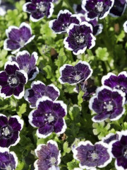 Семена немофилы «Темная вуаль» - Фото 1