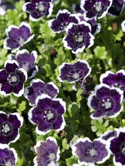 Семена немофилы «Темная вуаль»