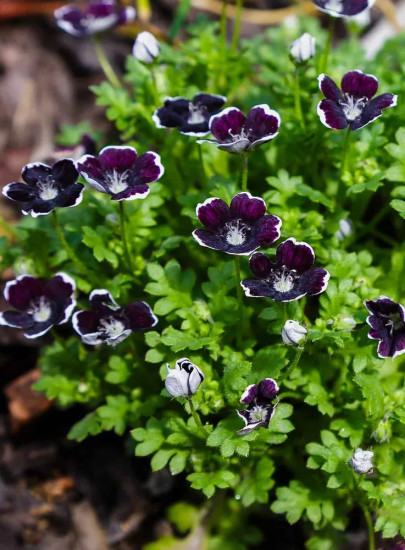 Семена немофилы «Темная вуаль»