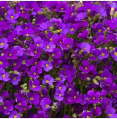 Семена обриеты «Декоративная каскадная пурпурная» - Фото 1