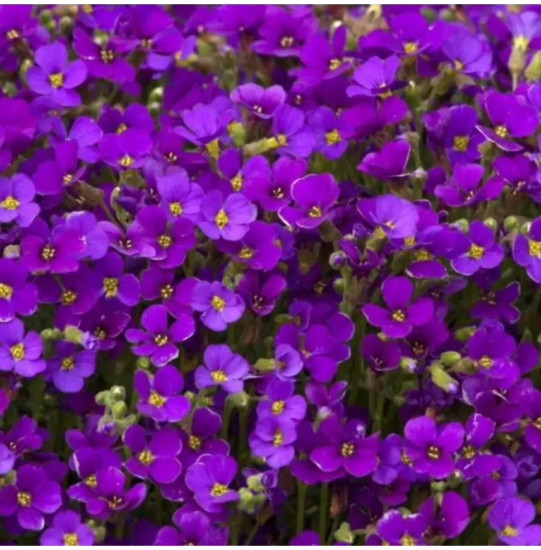 Семена обриеты «Декоративная каскадная пурпурная»