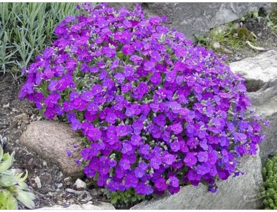 Семена обриеты «Декоративная каскадная пурпурная»