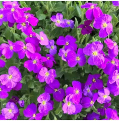 Семена обриеты «Декоративная каскадная пурпурная» - Фото 3