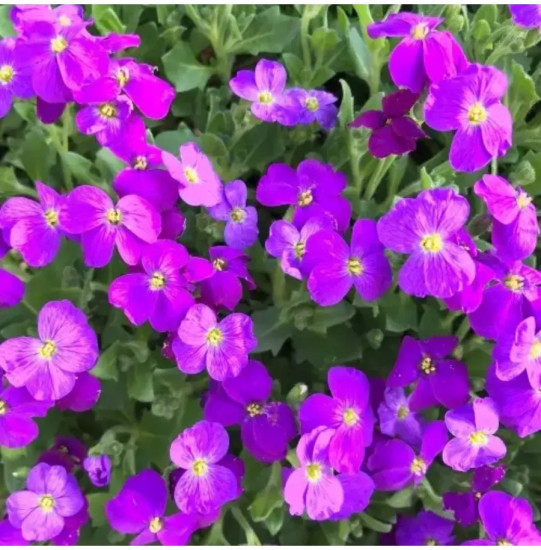 Семена обриеты «Декоративная каскадная пурпурная»