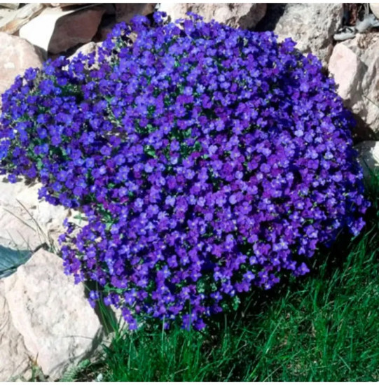 Семена обриеты «Декоративная каскадная фиолетовая»