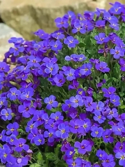 Семена обриеты «Декоративная каскадная фиолетовая»