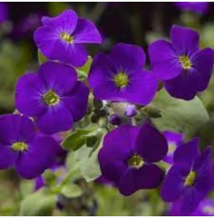 Семена обриеты «Декоративная каскадная фиолетовая» - Фото 3