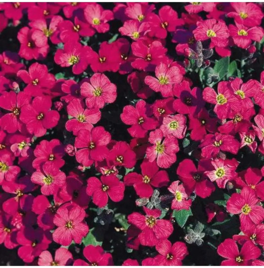 Семена обриеты «Декоративная каскадная ярко-розовая»