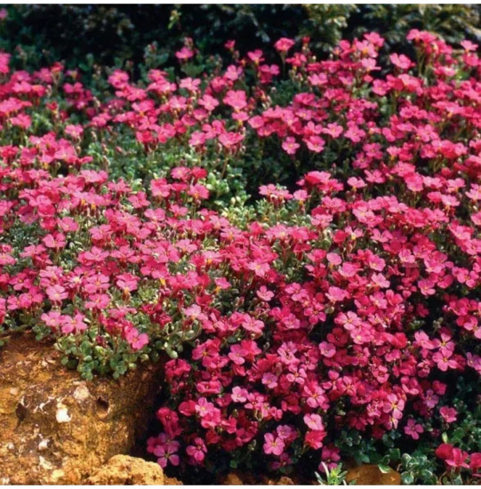 Семена обриеты «Декоративная каскадная ярко-розовая»